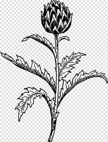 Artichoke Thistle Vegetable , vegetable transparent background PNG clipart Artichoke Thistle Vegetable , vegetable transparent background PNG clipart