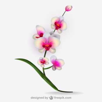 Artistic white orchid vector Artistic white orchid vector