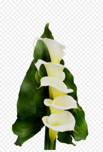 Arum Lilies Floral design Cut flowers Flower bouquet - Arum Lilies Floral design Cut flowers Flower bouquet -