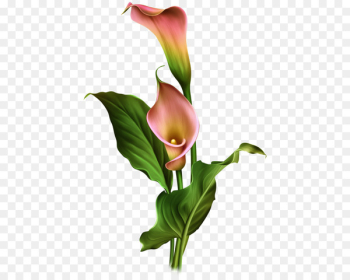 Arum Lilies Flower Arum-lily - Hand-painted calla lily flowers 
