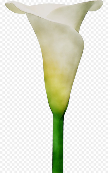 Arum Lilies Neck Plant stem Plants - Arum Lilies Neck Plant stem Plants -