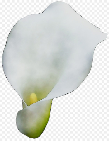 Arum Lilies Product design - Arum Lilies Product design -