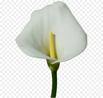 Arum-lily Arum Lilies Flower Callalily Clip art - Large Calla Lily PNG Clipart 