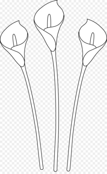 Arum-lily Easter lily Drawing Line art Clip art - Calla Lily Pics 
