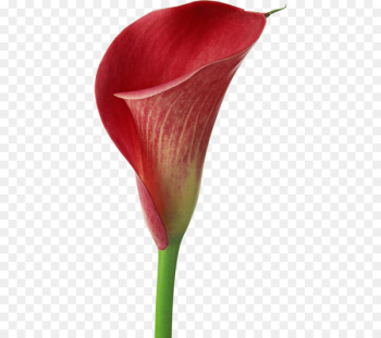 Arum-lily Easter lily Flower Callalily Zantedeschia rehmannii - Red calla lily 