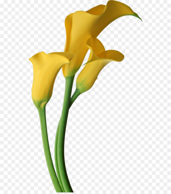 Arum-lily Flower Easter lily Clip art - Calla PNG Free Download 