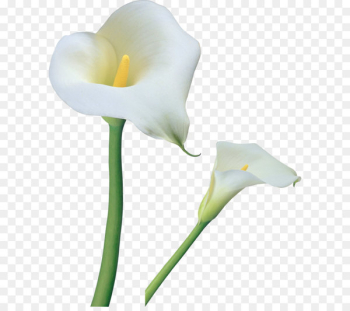 Arum-lily Flower Tiger lily Easter lily Clip art - Transparent Calla Lilies Flowers PNG Clipart 