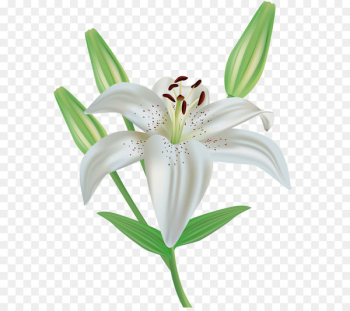 Arum-lily Lilium philadelphicum Clip art - Lily Flower Clipart PNG Image 