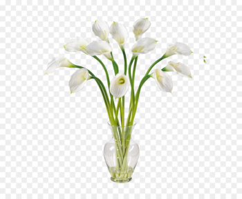 Arum-lily Portable Network Graphics Clip art Pink calla lily - lily 