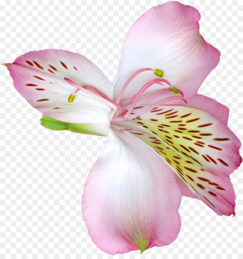 Arum-lily Tiger lily Easter lily Flower Clip art - pink flower 