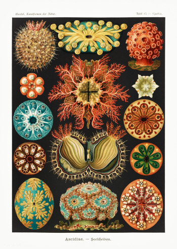Ascidiae&ndash;Seescheiden from Kunstformen der Natur (1904) by Ernst .. | Free public domain illustration - 2266608