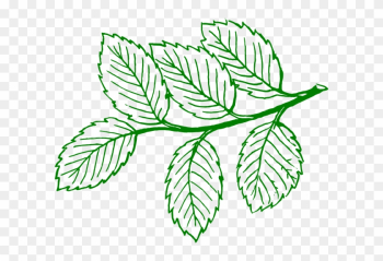 Ash Tree Leaf Vector