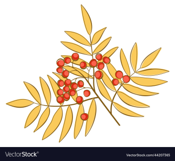 ashberry branch isolated on white background ashberry branch isolated on white background