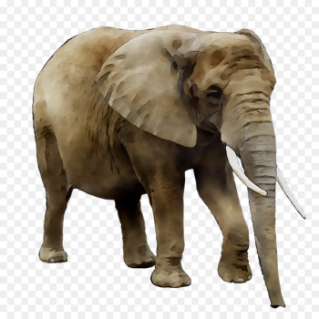 Asian elephant African bush elephant Lion Portable Network Graphics -  