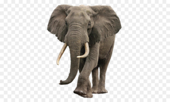 Asian elephant Portable Network Graphics African bush elephant Image - elephant 
