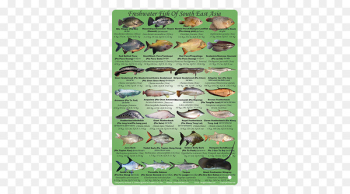 Asian freshwater fishes Fresh water Southeast Asia - marine fish 