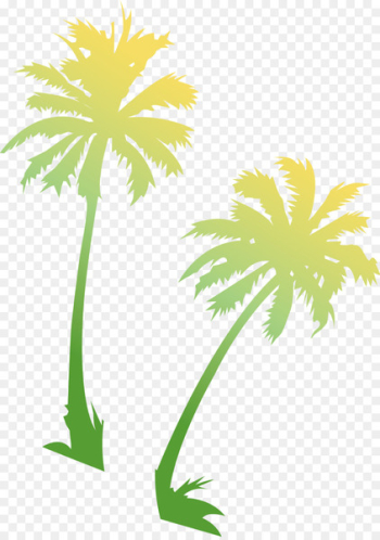 Asian palmyra palm Coconut Portable Network Graphics Palm trees Image - bangalow palm 