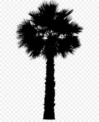 Asian palmyra palm Date palm Leaf Palm trees Silhouette -  