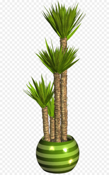Asian palmyra palm Flowerpot Palm trees Houseplant Plants - plants 
