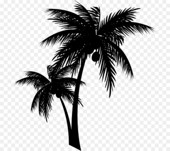 Asian palmyra palm Hutt Ribs Takeaway Kerala Palm trees Tea -  