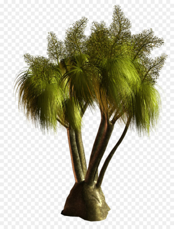 Asian palmyra palm Palm trees Clip art Babassu Painting - painting 