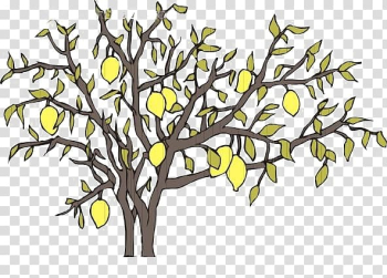Asian pear Pyrus xd7 bretschneideri, Pear tree branches transparent background PNG clipart