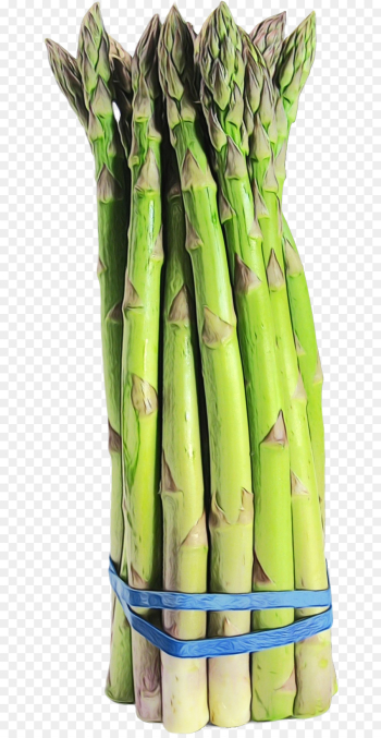asparagus vegetable bamboo shoot plant food asparagus vegetable bamboo shoot plant food