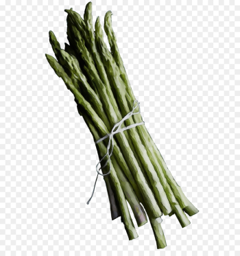 asparagus vegetable plant asparagus prussian asparagus asparagus vegetable plant asparagus prussian asparagus