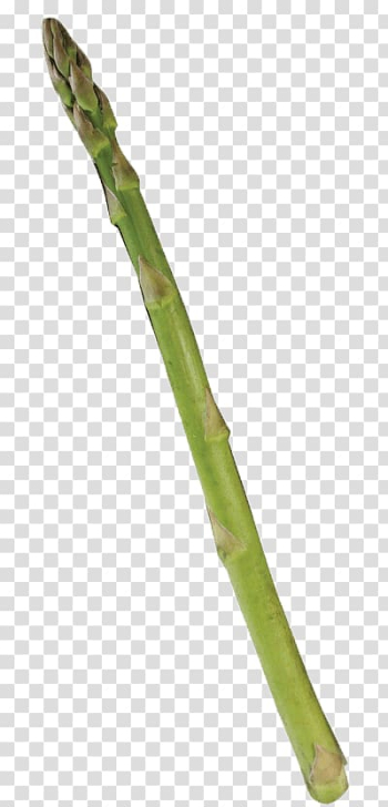 Asparagus vegetable, Single Asparagus transparent background PNG clipart Asparagus vegetable, Single Asparagus transparent background PNG clipart