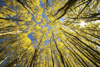 Aspen Grove Sunburst. Original public | Free Photo - rawpixel