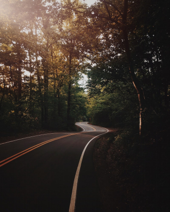 Asphalt road alongside with trees, | Free Photo - rawpixel