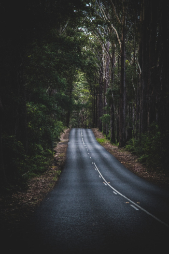 Asphalt Road Between Trees Asphalt Road Between Trees
