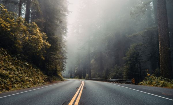 asphalt road near forest asphalt road near forest