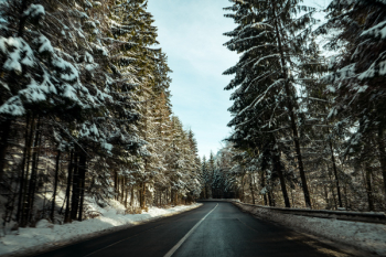 Asphalt Road Surrounded By Pine Trees Asphalt Road Surrounded By Pine Trees