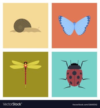 Assembly flat bug snail butterfly vector image Assembly flat bug snail butterfly vector image
