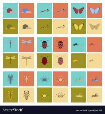 Assembly flat bug snail butterfly vector image Assembly flat bug snail butterfly vector image
