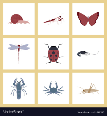 Assembly flat bug snail butterfly vector image Assembly flat bug snail butterfly vector image