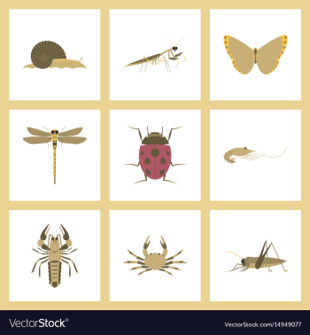 Assembly flat bug snail butterfly vector image Assembly flat bug snail butterfly vector image