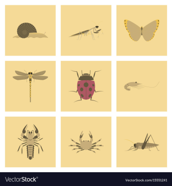 Assembly flat bug snail butterfly vector image Assembly flat bug snail butterfly vector image