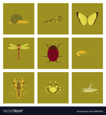 Assembly flat bug snail butterfly vector image Assembly flat bug snail butterfly vector image
