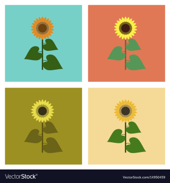 Assembly flat flower sunflower vector image Assembly flat flower sunflower vector image