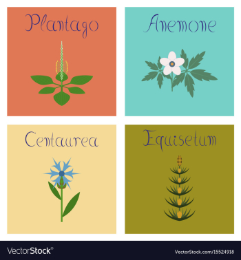 Assembly flat plantago anemone vector image Assembly flat plantago anemone vector image