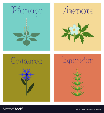 Assembly flat plantago anemone vector image Assembly flat plantago anemone vector image
