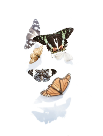 Assorted Butterflies Assorted Butterflies