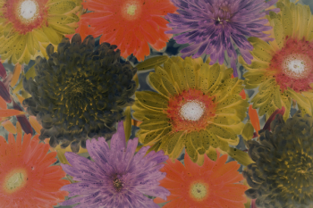 Assorted-color Flowers Painting Assorted-color Flowers Painting