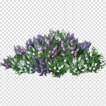 Assorted-color flowers, Shrub Flower Rose , Bushes transparent background PNG clipart