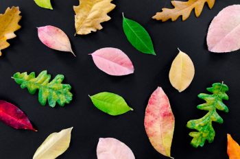 Assorted-color Leaves Illustration Assorted-color Leaves Illustration