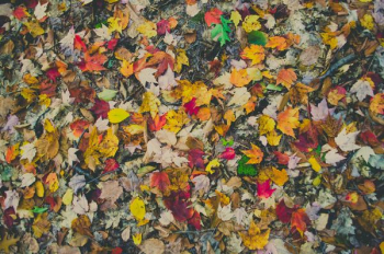 assorted-color leaves on ground assorted-color leaves on ground