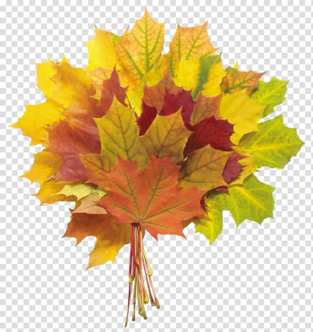 Assorted-color maple leaf illustration, Autumn leaf color Flower bouquet, Autumn Leaves transparent background PNG clipart