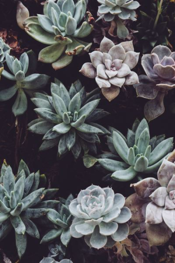 assorted-color succulent plant lot assorted-color succulent plant lot